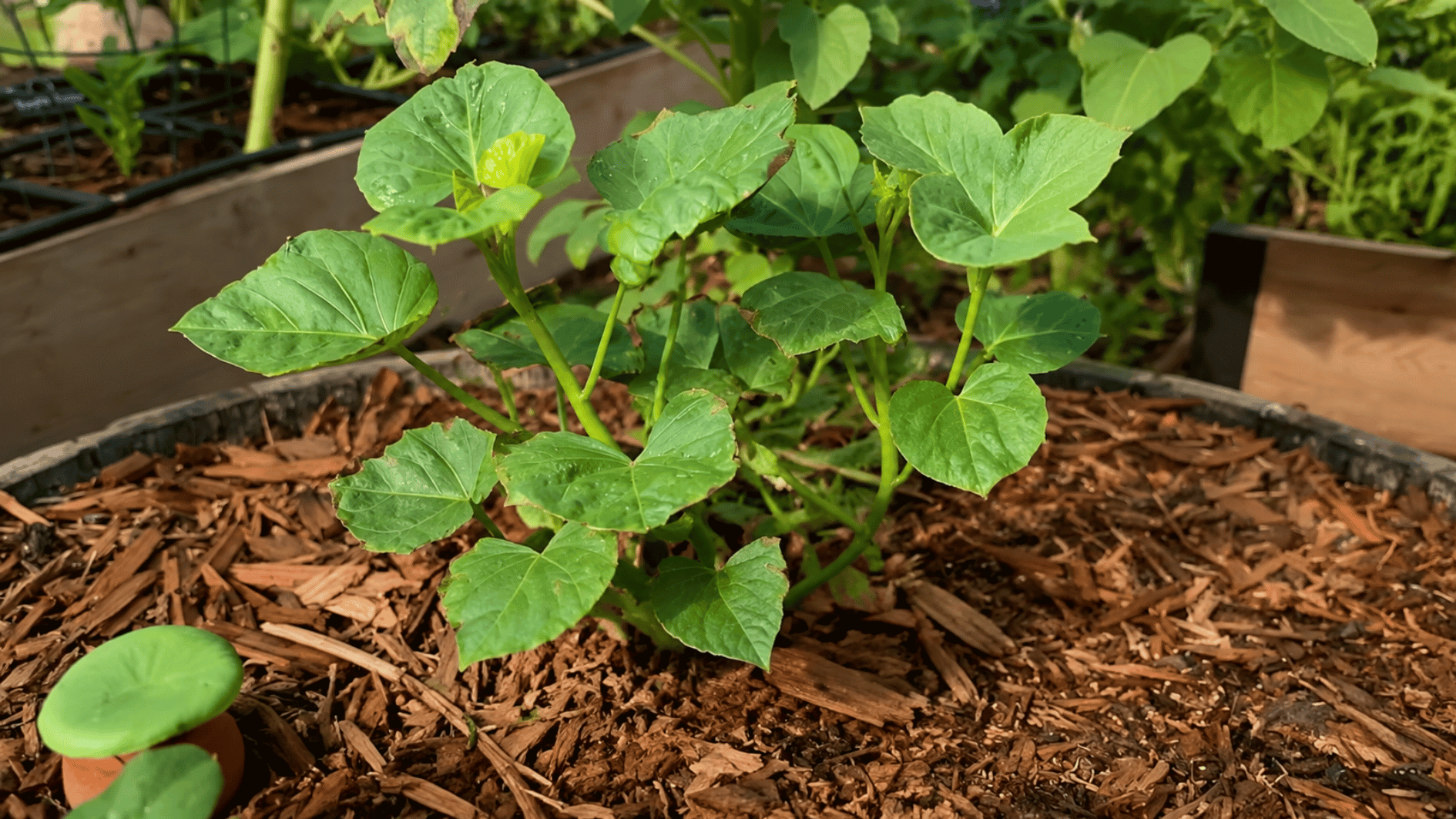 young sweet potato plants growing in a warm sunny garden bed with mulch and healthy green leaves