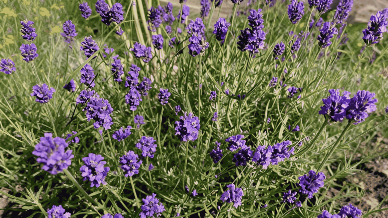 Close-up of numerous vibrant purple lavender blooms with green stems and lush foliage in a sunlit garden, full of texture and depth.
