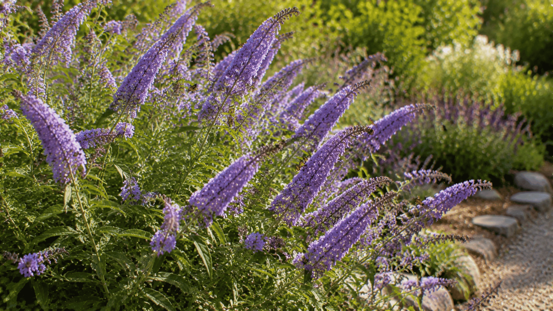 light purple butterfly bush flowers blooming on a green garden shrub