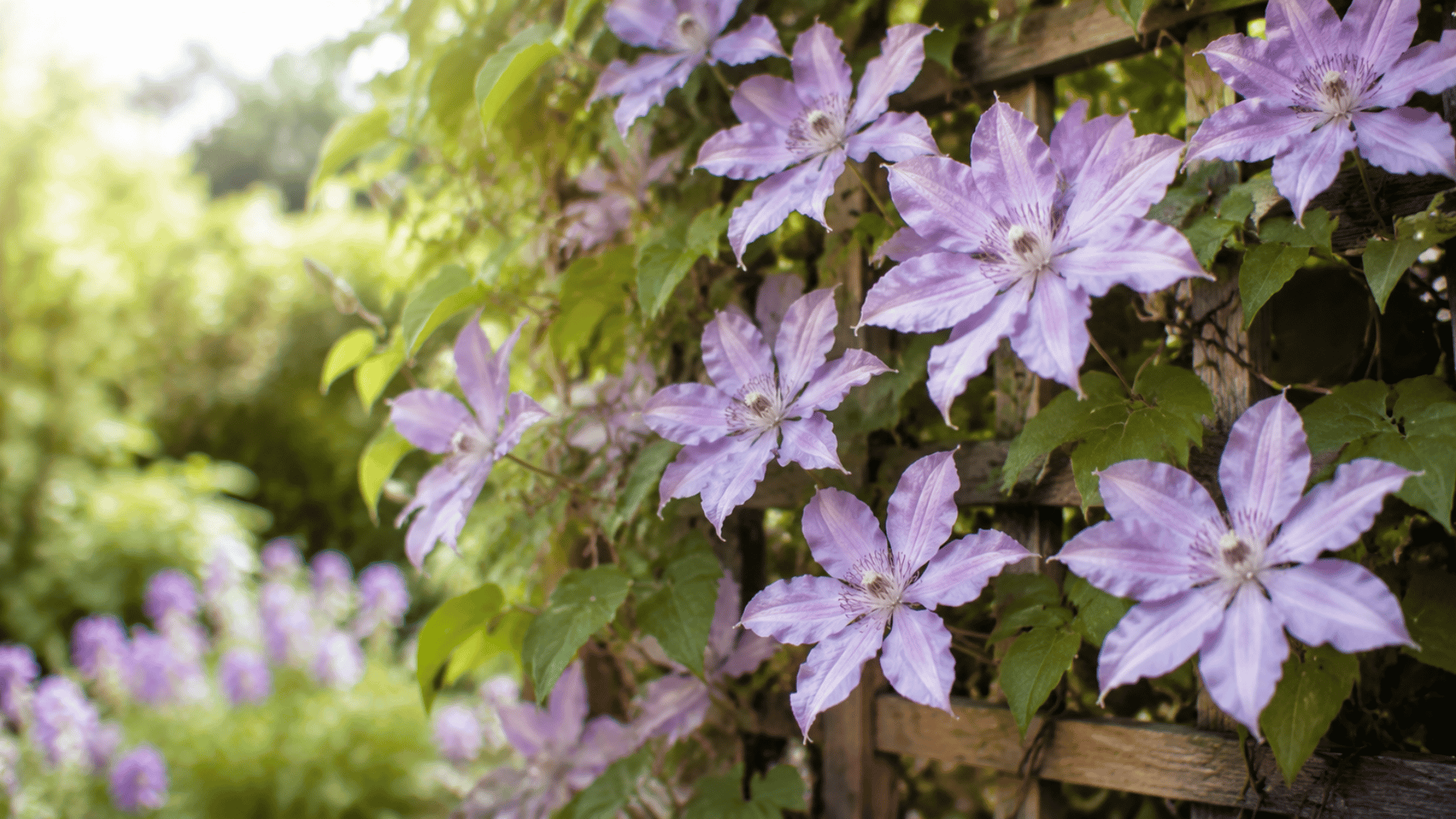 light purple clematis flowers growing on a garden trellis with green vines