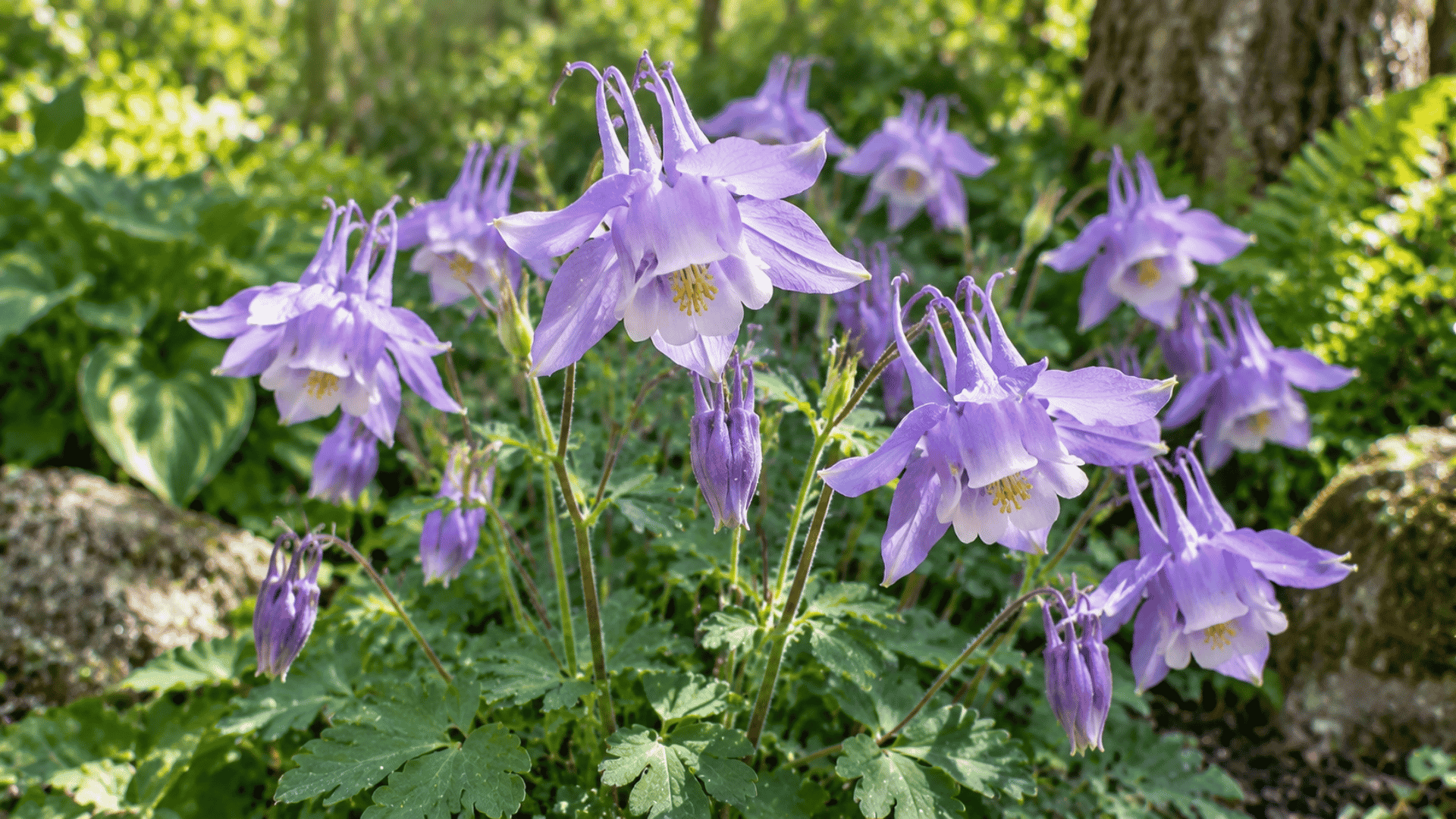 light purple columbine flowers with delicate bell-shaped petals in a garden