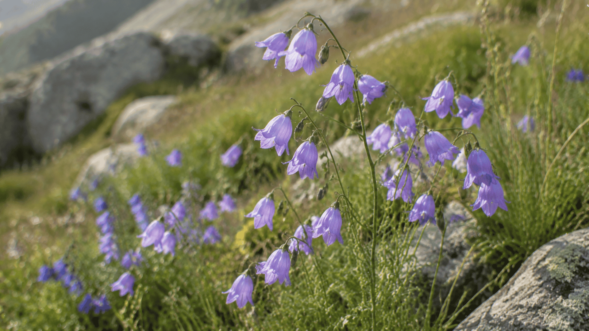 light purple harebell flowers with delicate bell-shaped blooms in a meadow