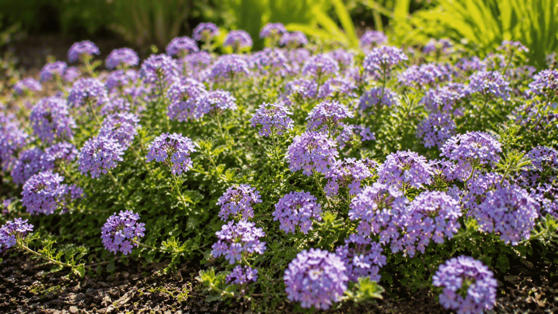 light purple verbena flower clusters growing across a sunny garden bed