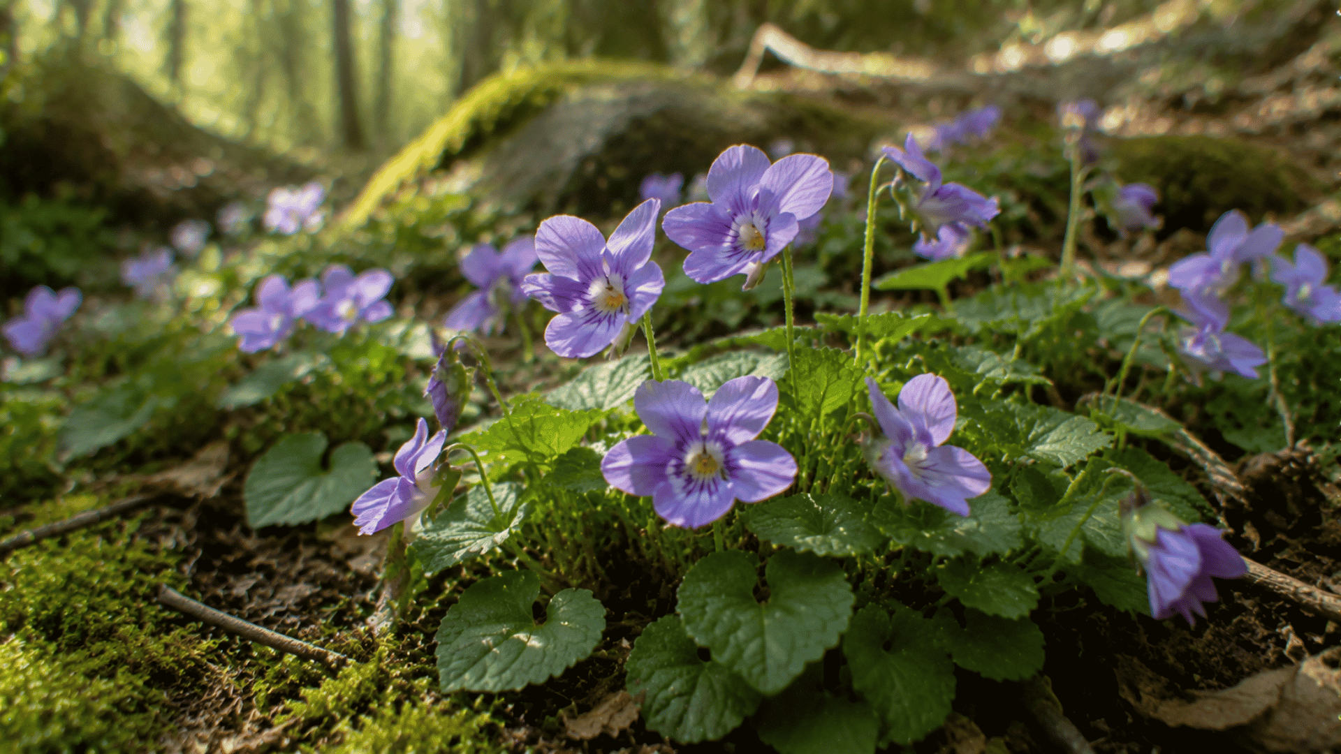 light purple wild violet flowers growing among green leaves in a woodland garden