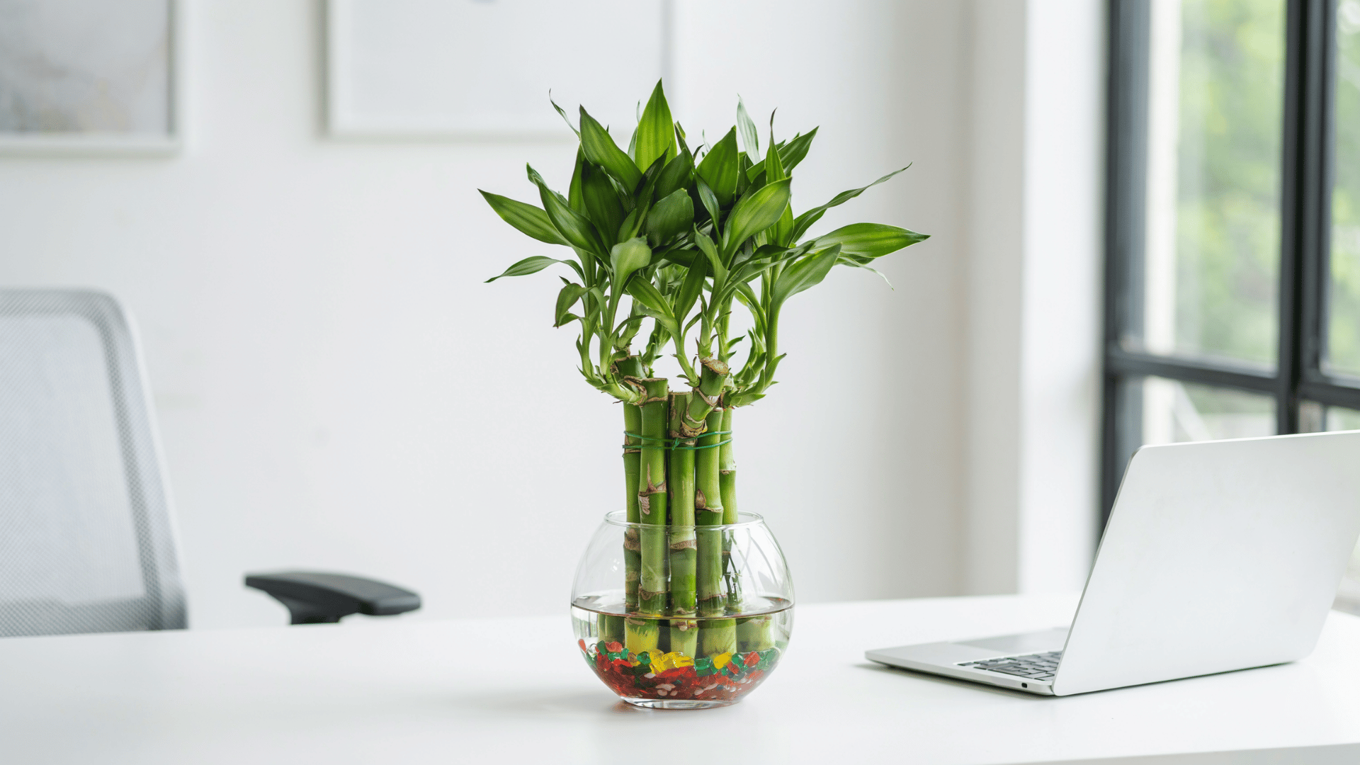 Lucky bamboo stalks in glass vase with colorful stones on white office desk