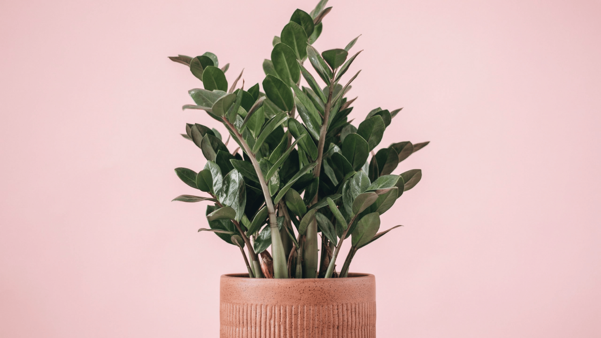 Lush green ZZ plant in a terracotta ceramic pot against a soft pink backdrop