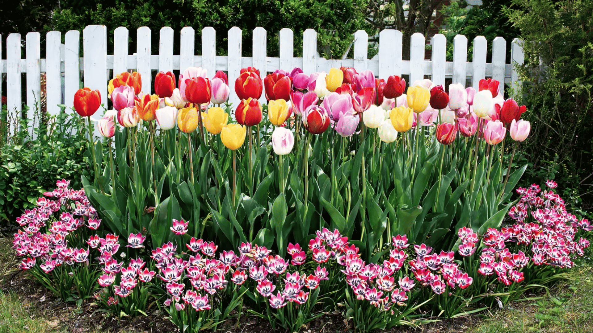 Mixed tulip varieties blooming in a colorful garden bed with white fence backdrop