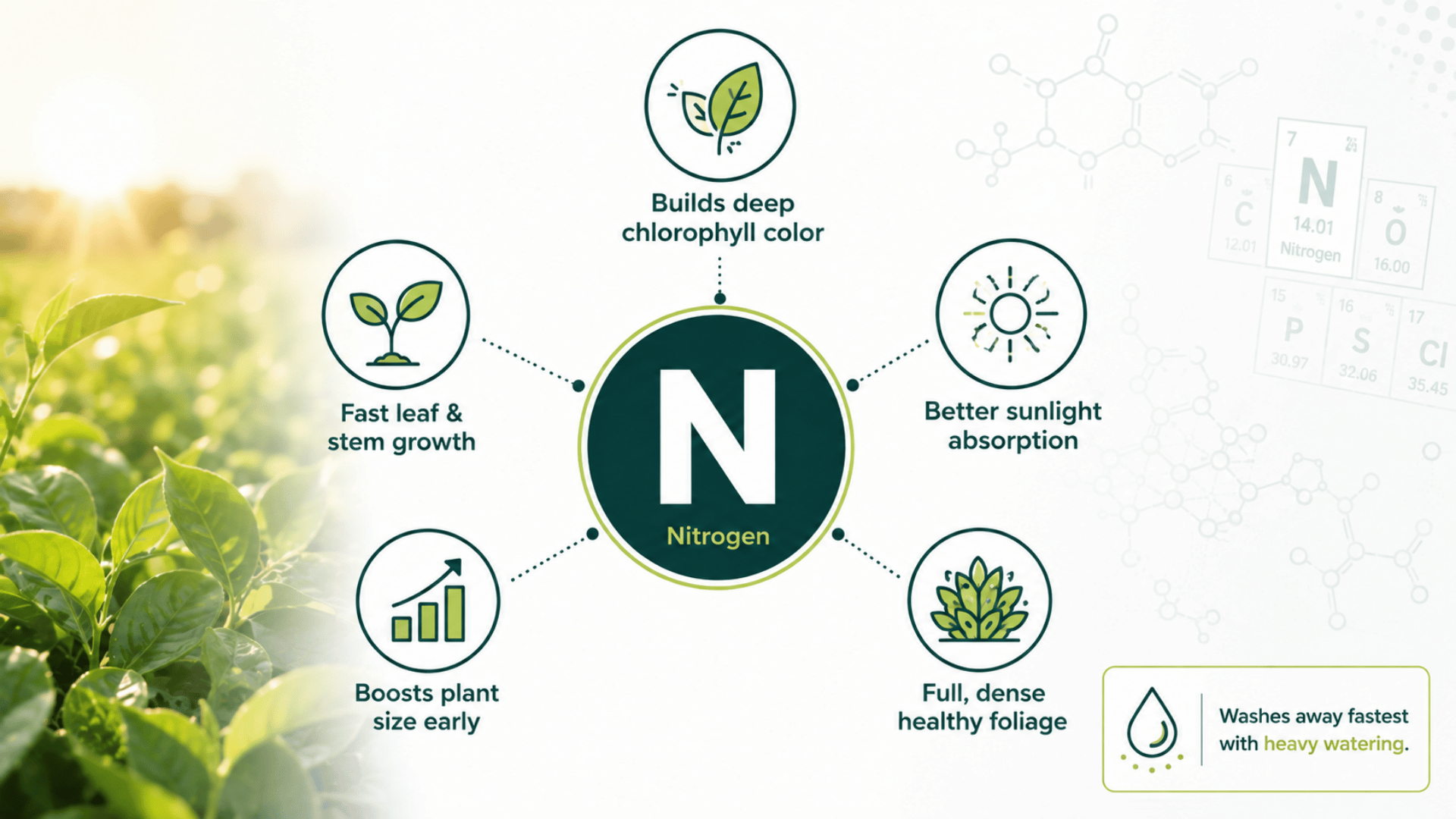 Nitrogen circle diagram with icons: chlorophyll, leaf growth, sunlight absorption, plant size, healthy foliage.