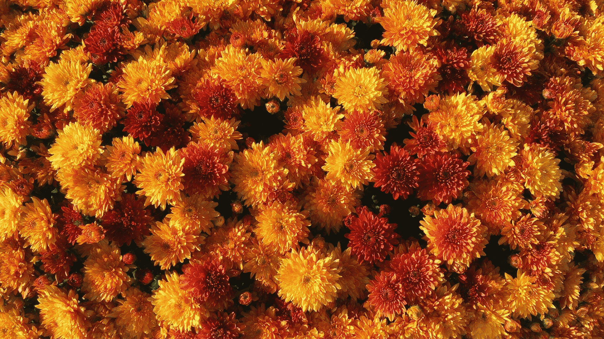 overhead shot of dense red and orange mums in a garden