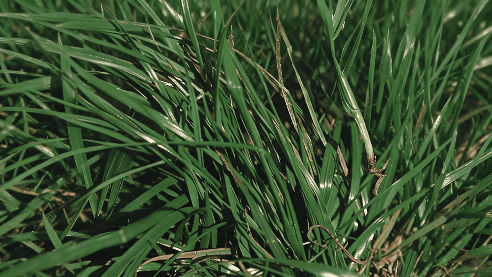 Perennial ryegrass with fine narrow blades growing densely, showing upright growth pattern and rich green turf texture.