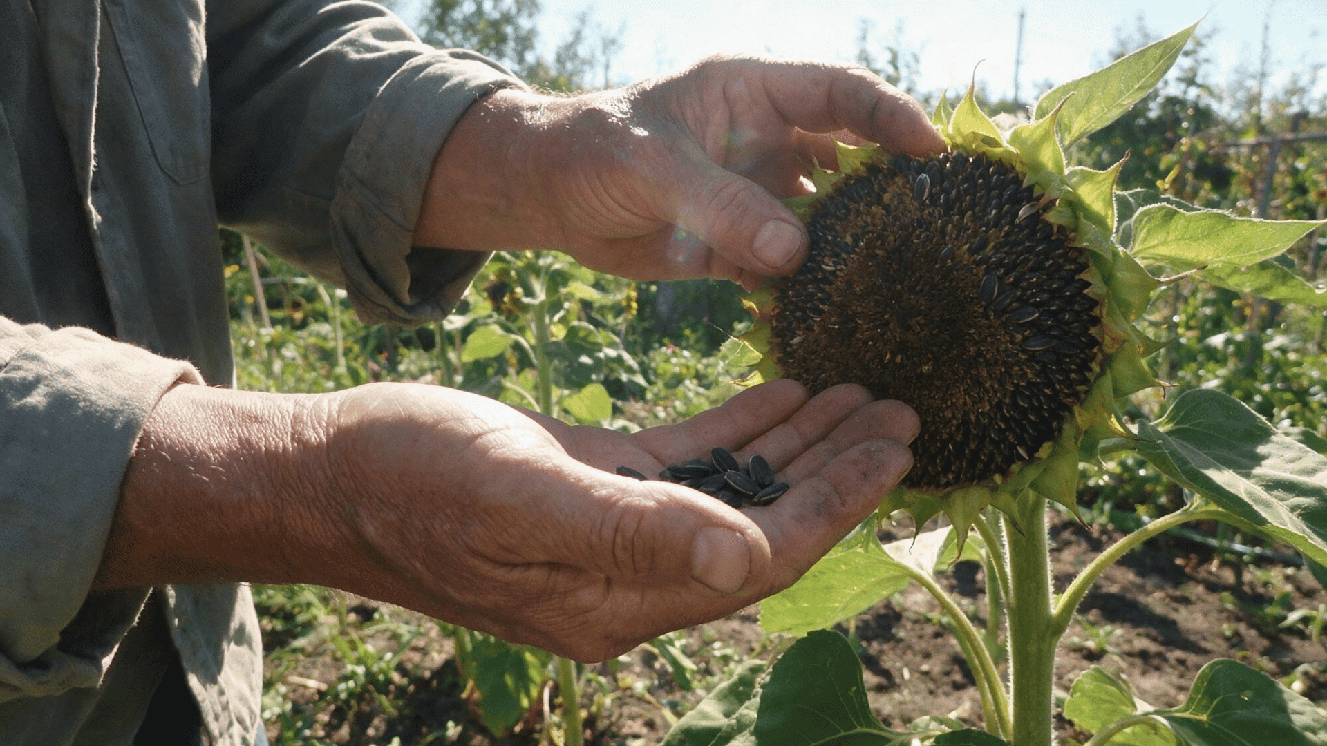 Person's hands checking a mature sunflower head still on the plant, holding a few loose black seeds in their palm