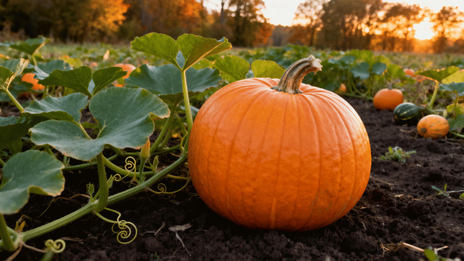 orange pumpkins growing on green vines in a garden field with leaves, soil, and warm sunlight during the harvest season