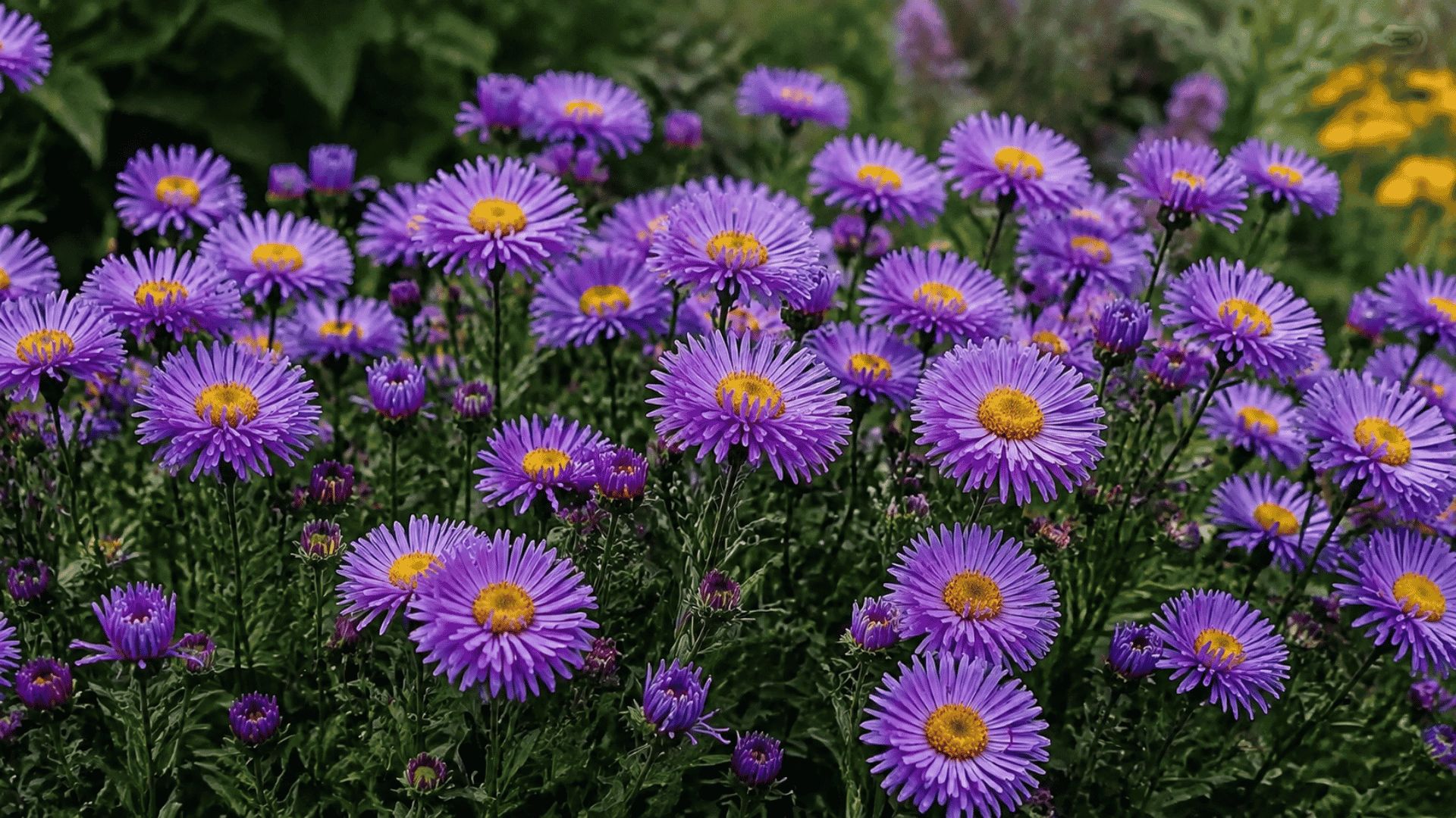 purple aster flowers blooming in a lush garden with bright yellow centers green foliage and a soft natural background
