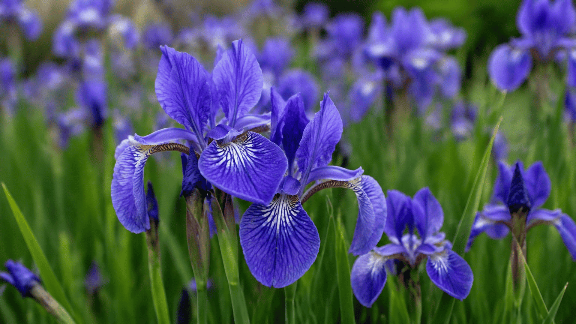 purple iris flowers blooming in a lush garden with tall green leaves soft natural light and a blurred floral background