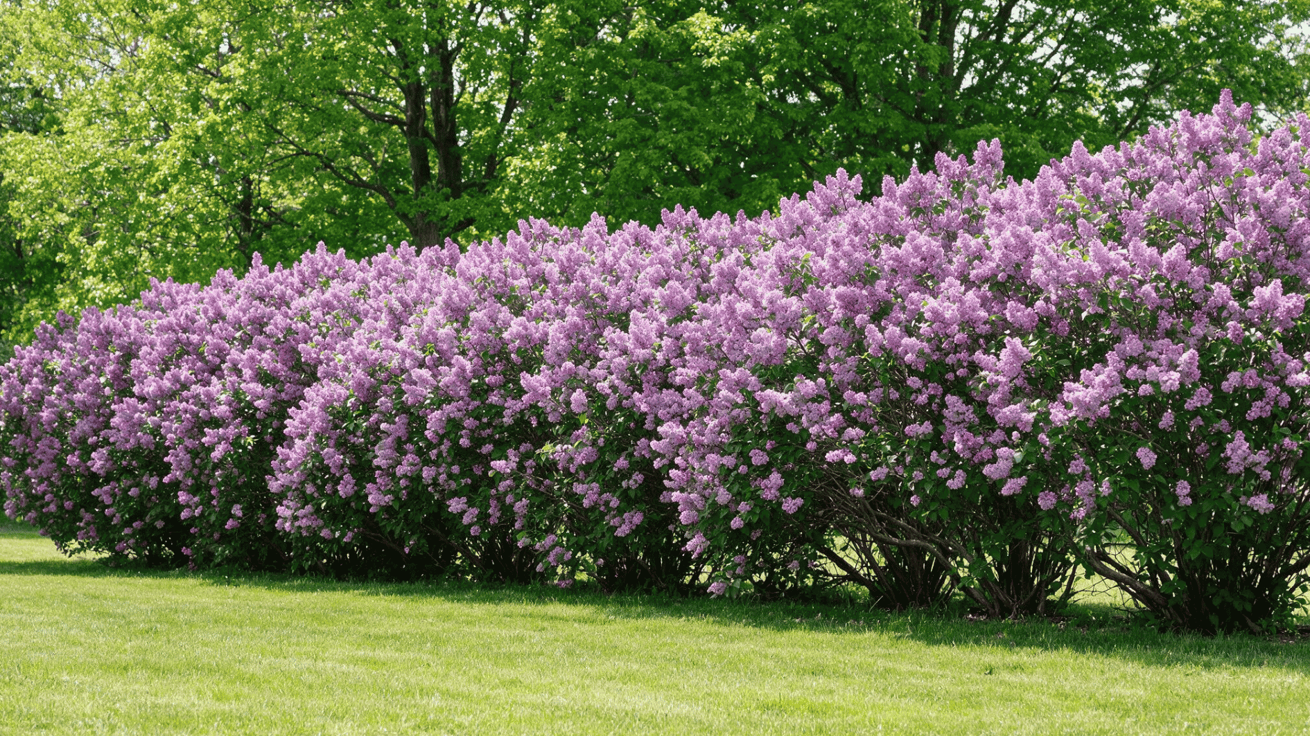 purple lilac shrubs form a dense flowering fence beside the green lawn with tall leafy trees in the background