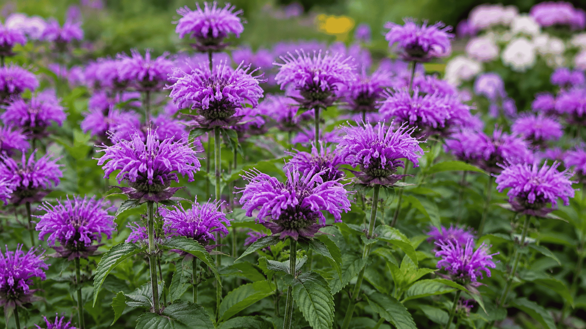 purple monarda flowers blooming in a vibrant garden with tall green stems lush foliage and natural soft daylight