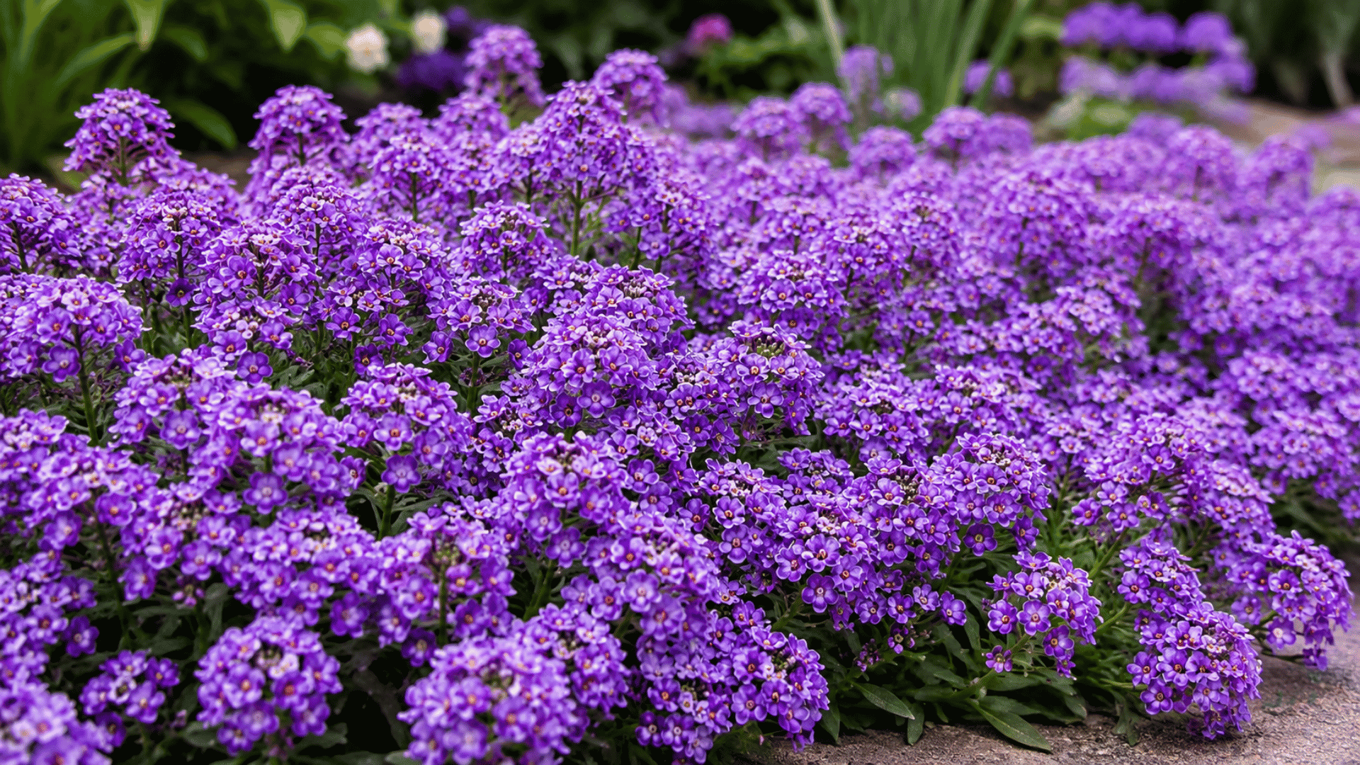 purple sweet alyssum flowers blooming densely in a sunny garden with lush green foliage and soft blurred background