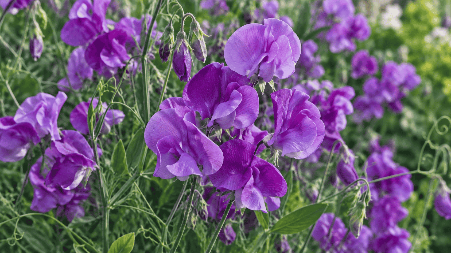 purple sweet pea flowers blooming on climbing vines with lush green foliage in a sunlit garden and soft blurred background