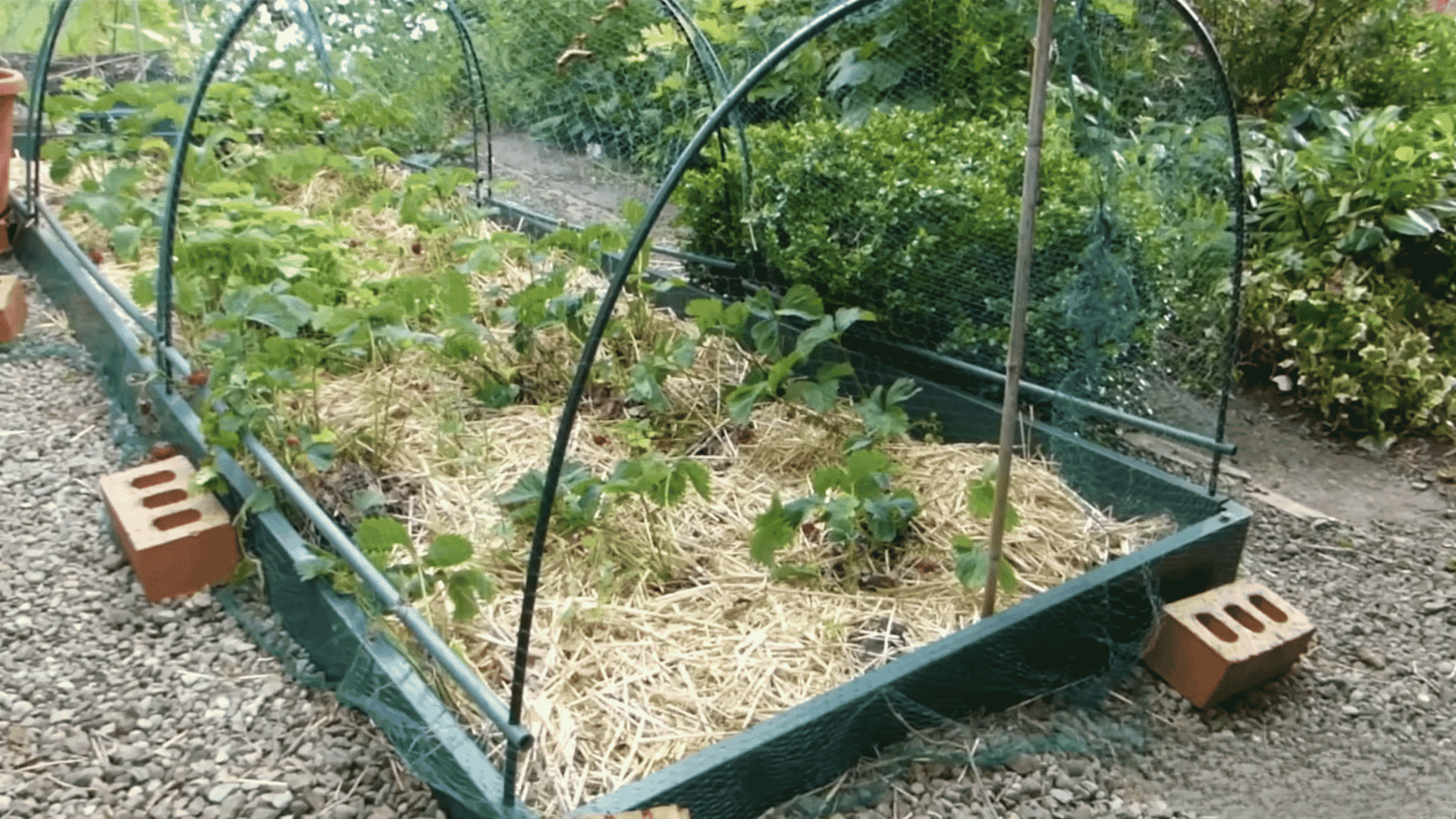Raised garden bed with strawberry plants, straw mulch, and protective netting over the growing area.