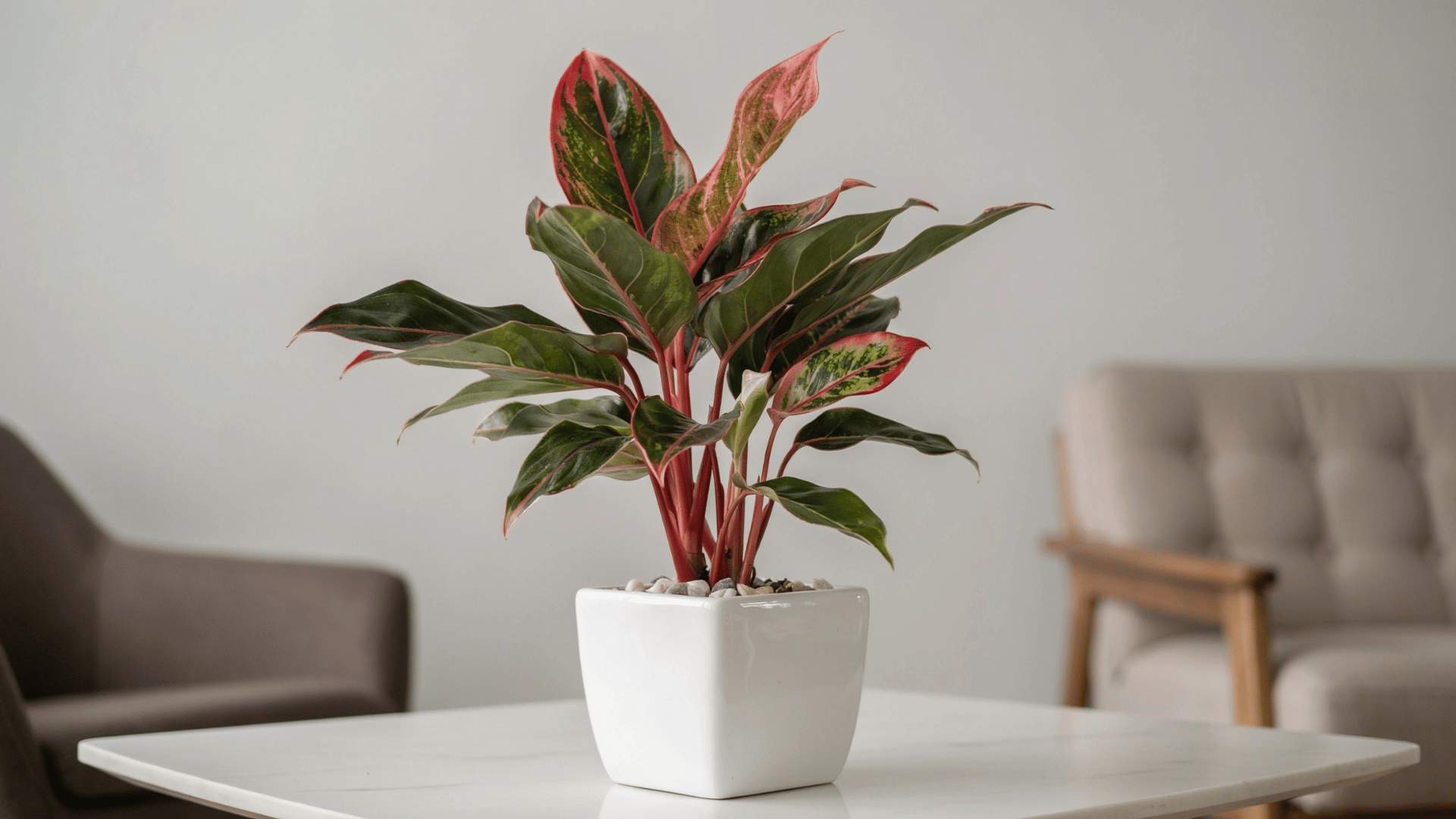 Red Aglaonema plant with pink and green leaves in white square pot on marble table