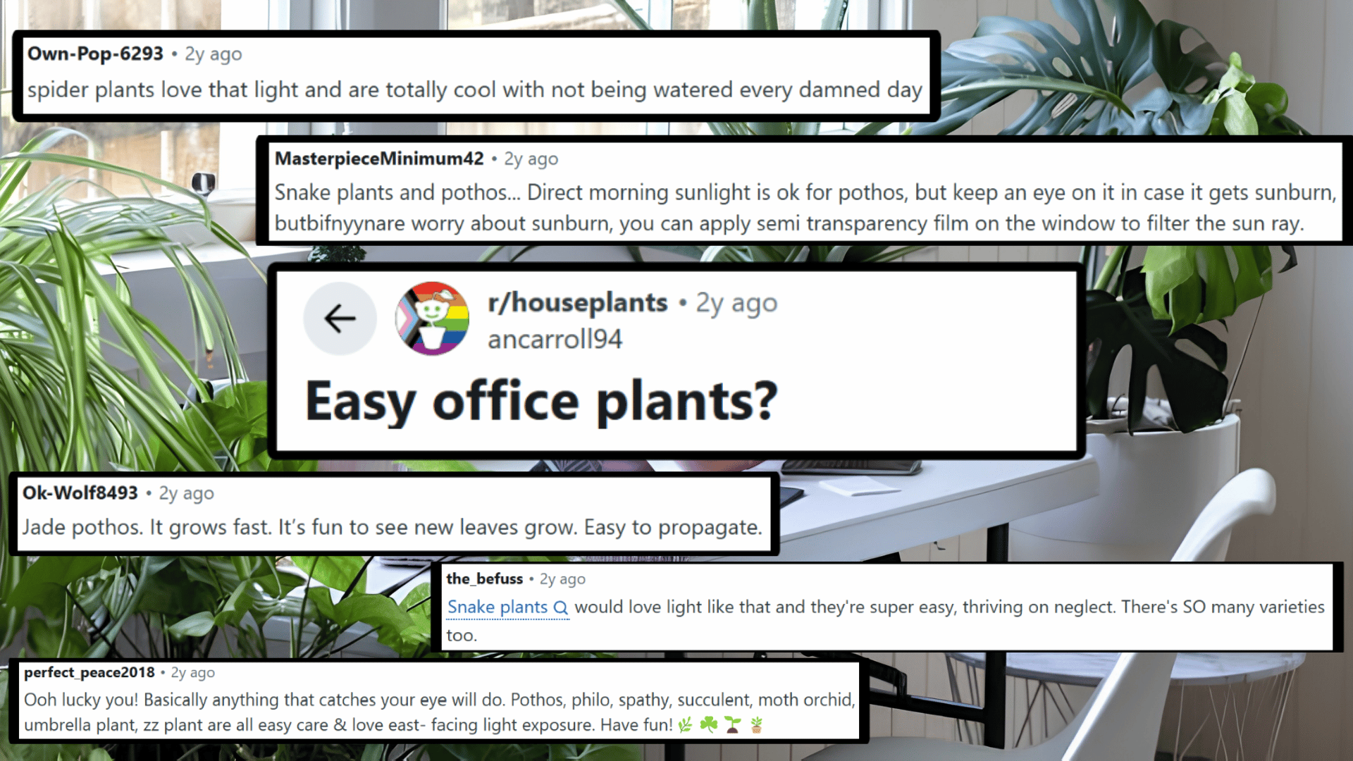 Reddit thread with comments recommending spider plants, snake plants, and pothos for easy office care