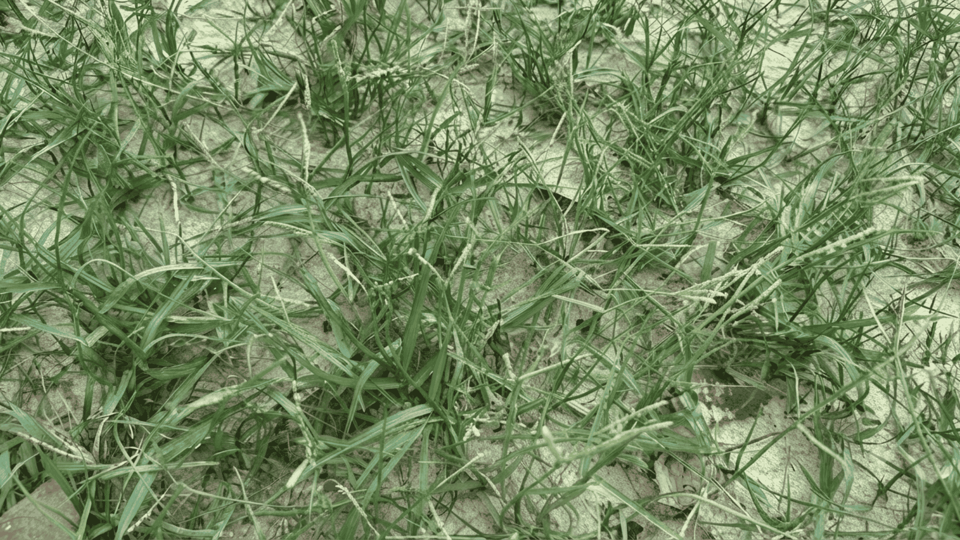 Seashore paspalum with fine green blades growing across sandy soil, showing dense spreading growth.