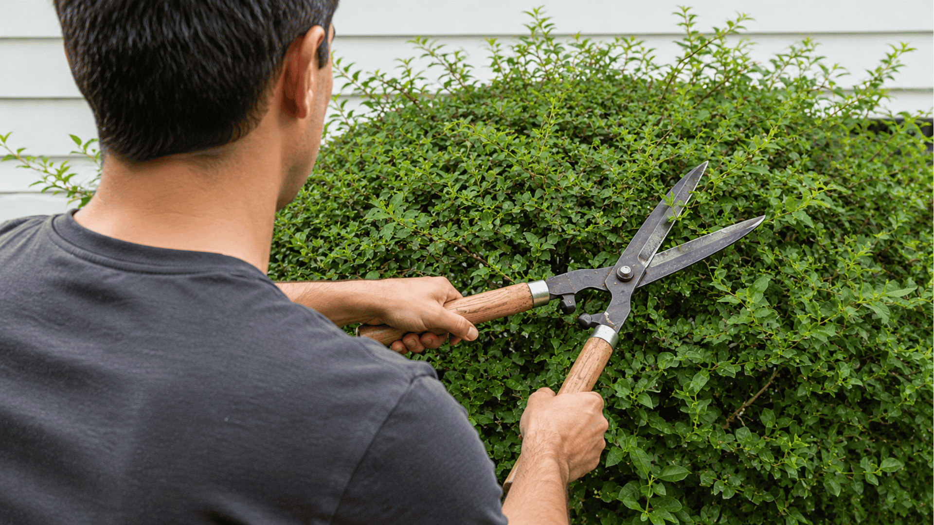 man using hedge shears to shape the leafy green side of a bush near a house