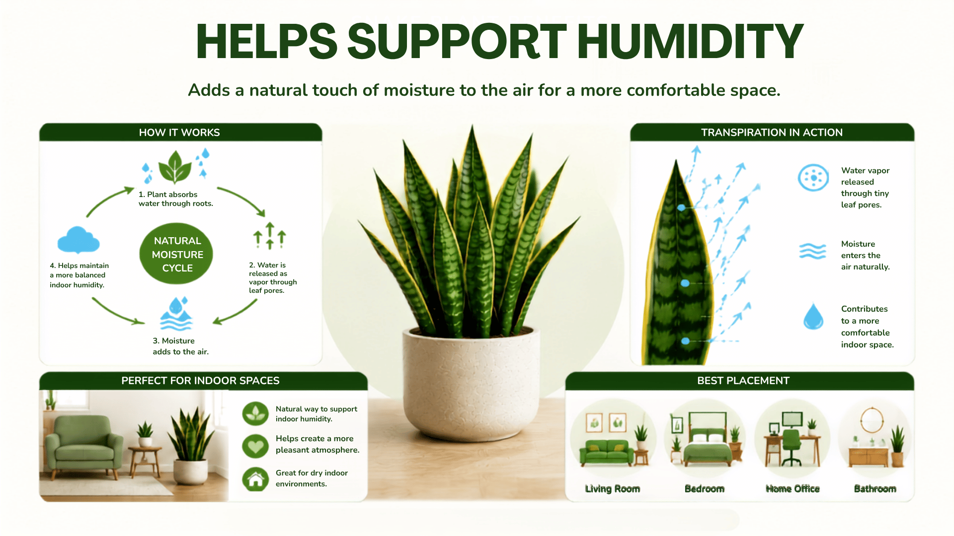 Snake plant benefits infographic showing humidity support.