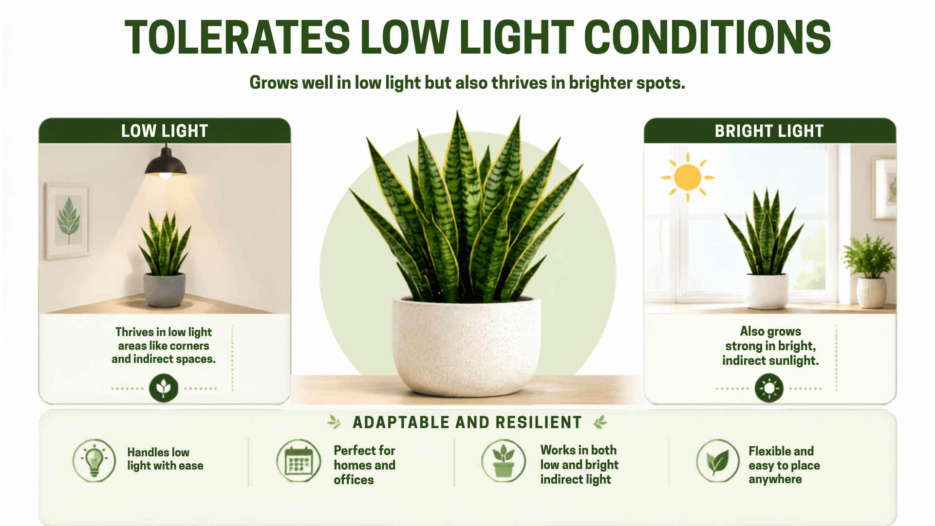 Snake plant benefits infographic showing low light tolerance.