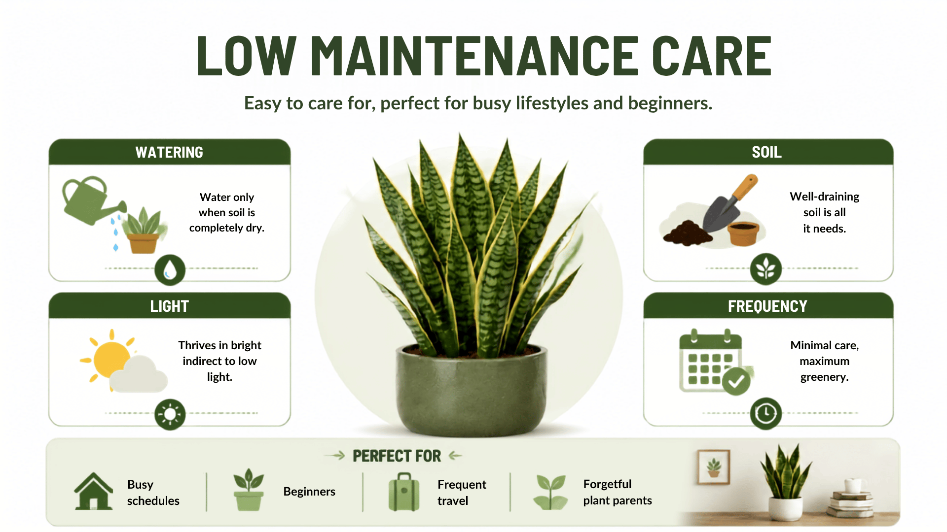 Snake plant benefits infographic showing low maintenance care.