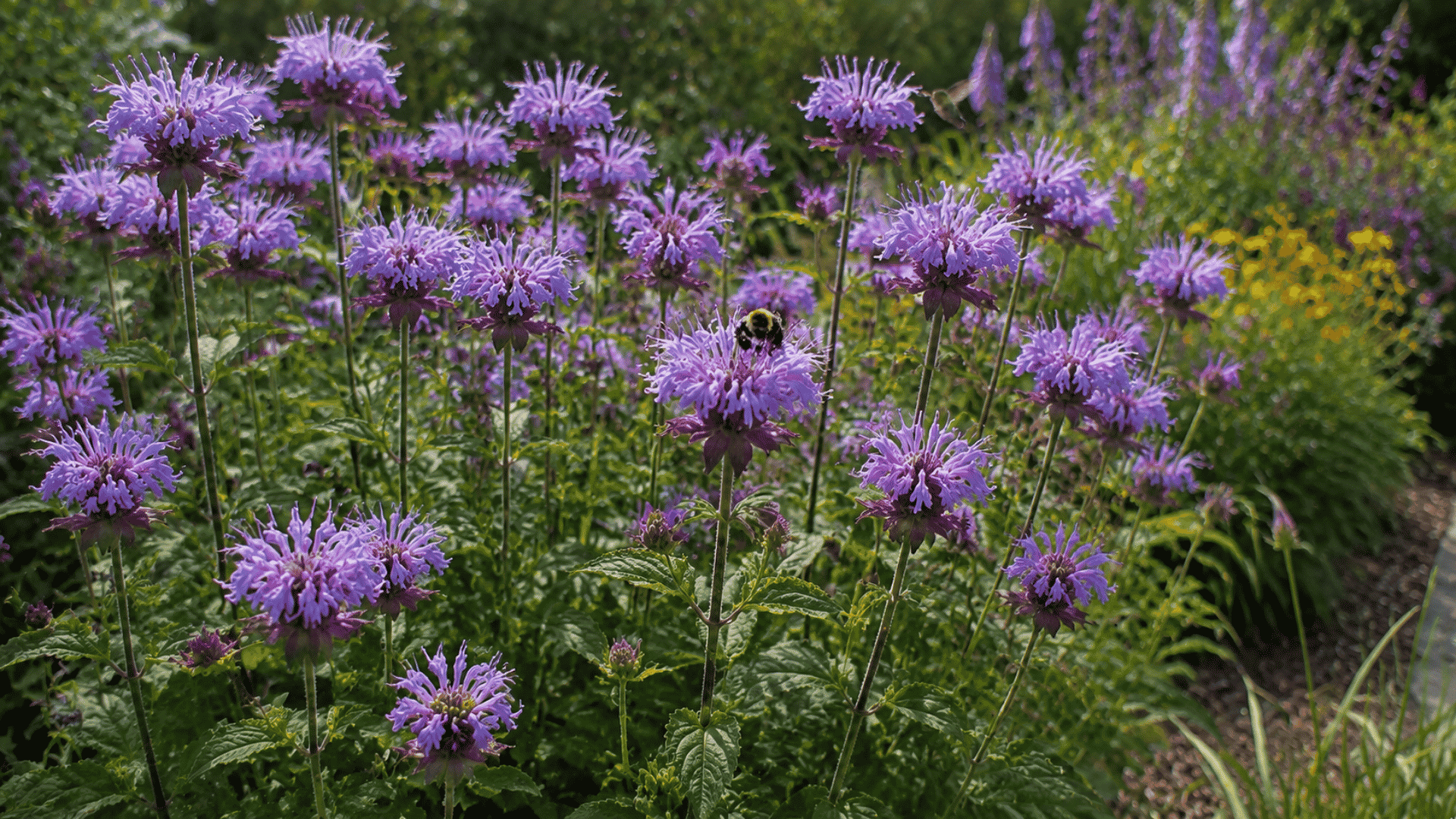 soft purple ageratum flowers growing as a low border plant in a garden