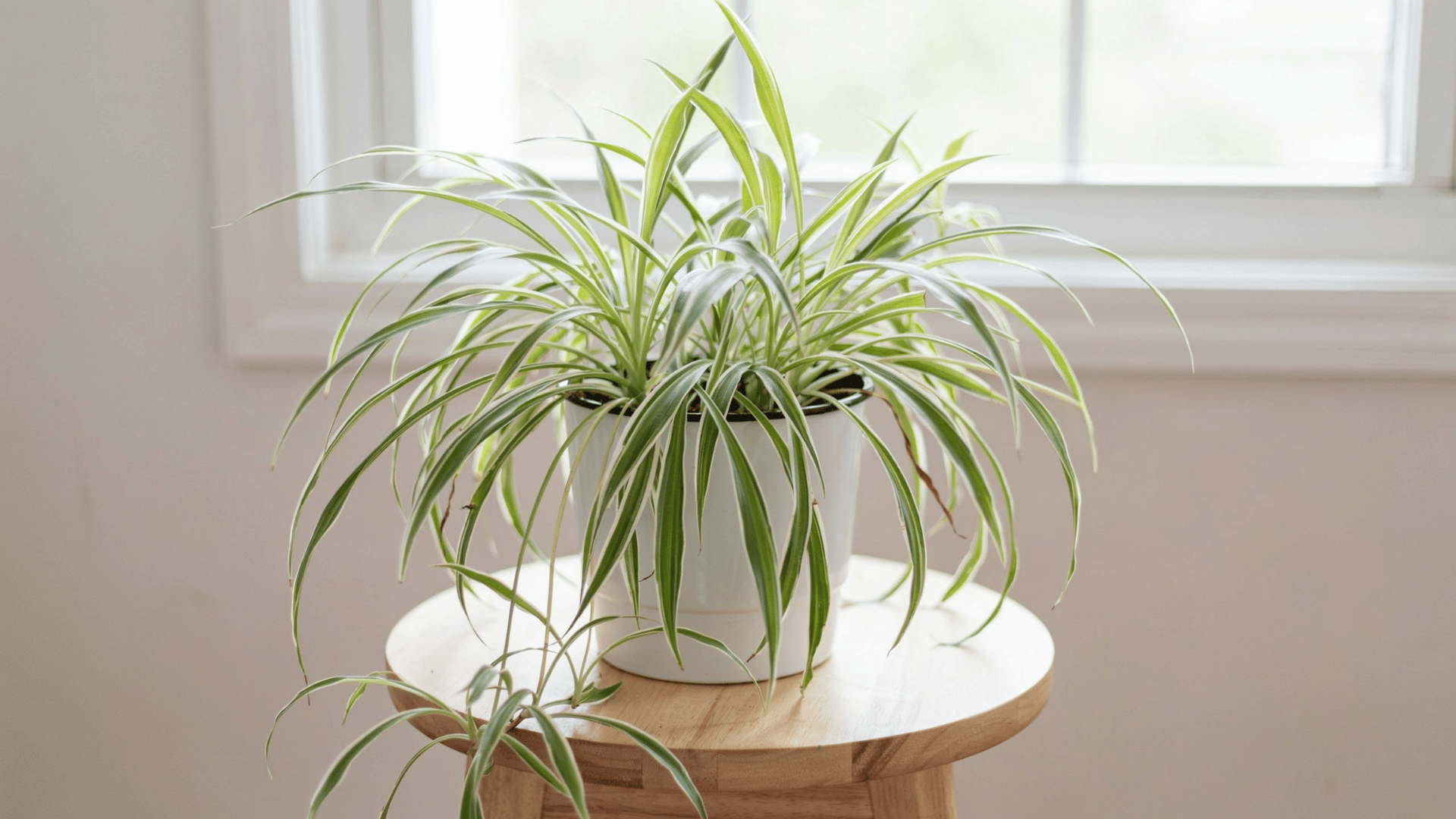 Spider plant with striped leaves and plantlets in white pot on round wooden stool