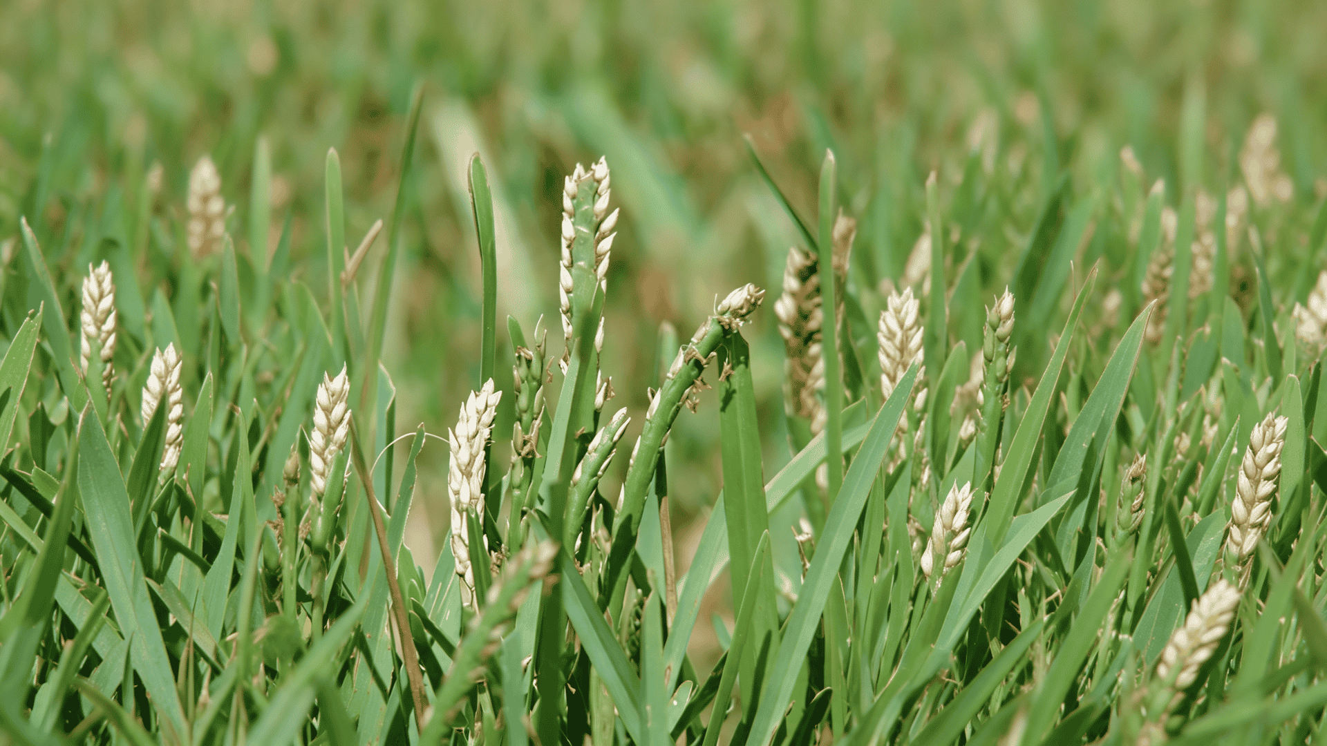 St. Augustine grass with broad green blades and dense turf growth, showing its thick texture and warm-season lawn appearance.
