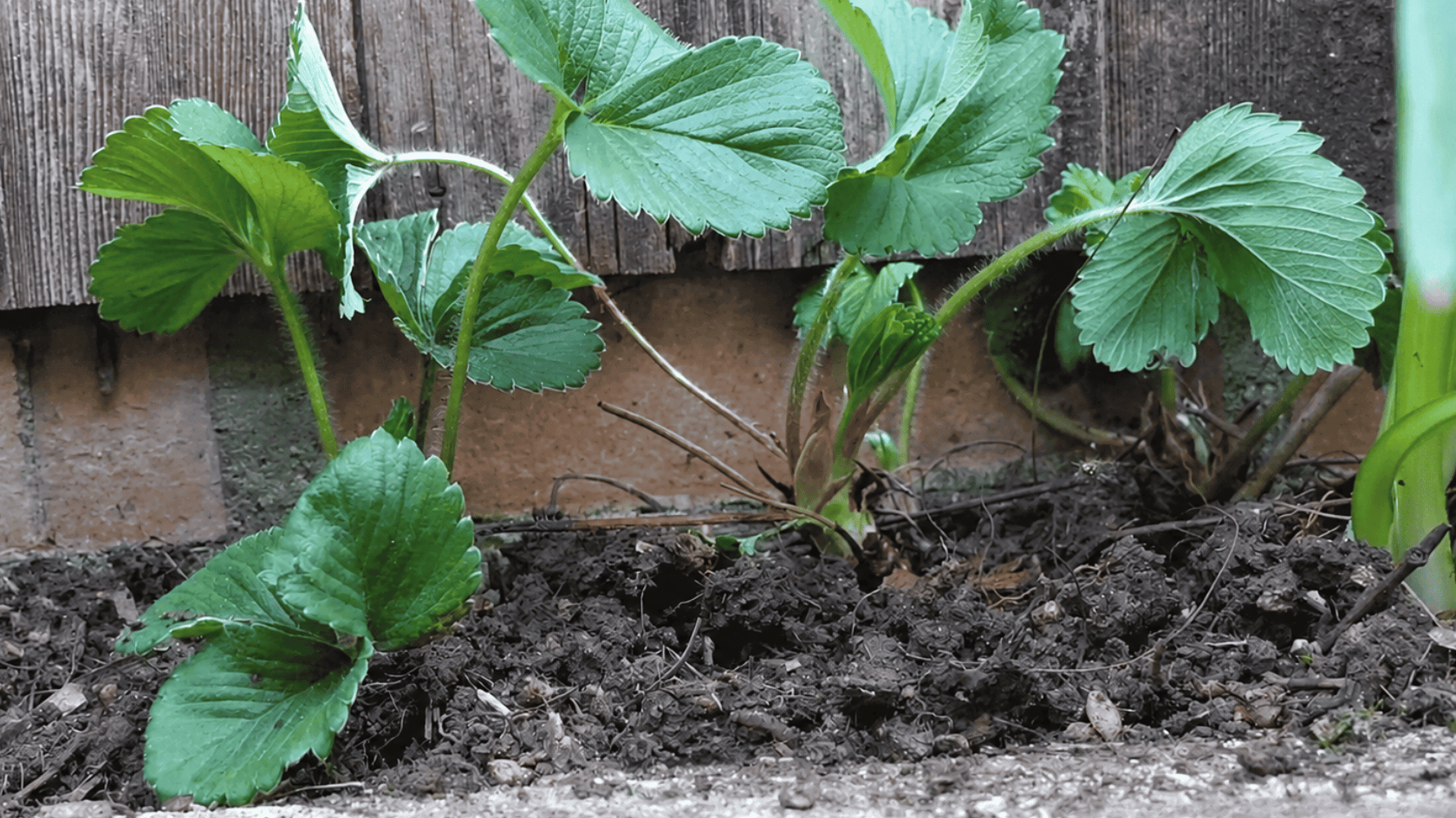 Strawberry plants growing in soil with green leaves and runners near a wooden fence.