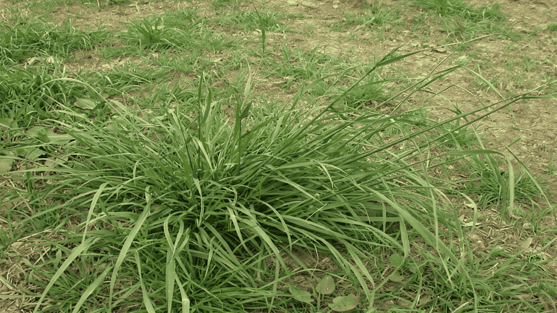 Tall fescue grass with medium-wide blades growing in a clumping pattern, showing its deep-rooted turf texture and lawn coverage.
