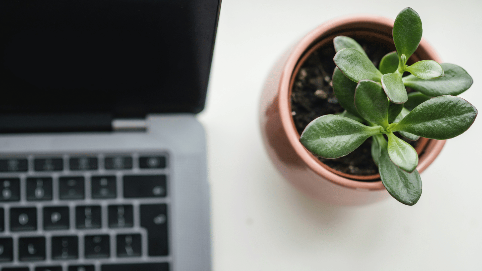 Top view of jade succulent in pink pot next to laptop keyboard on white desk