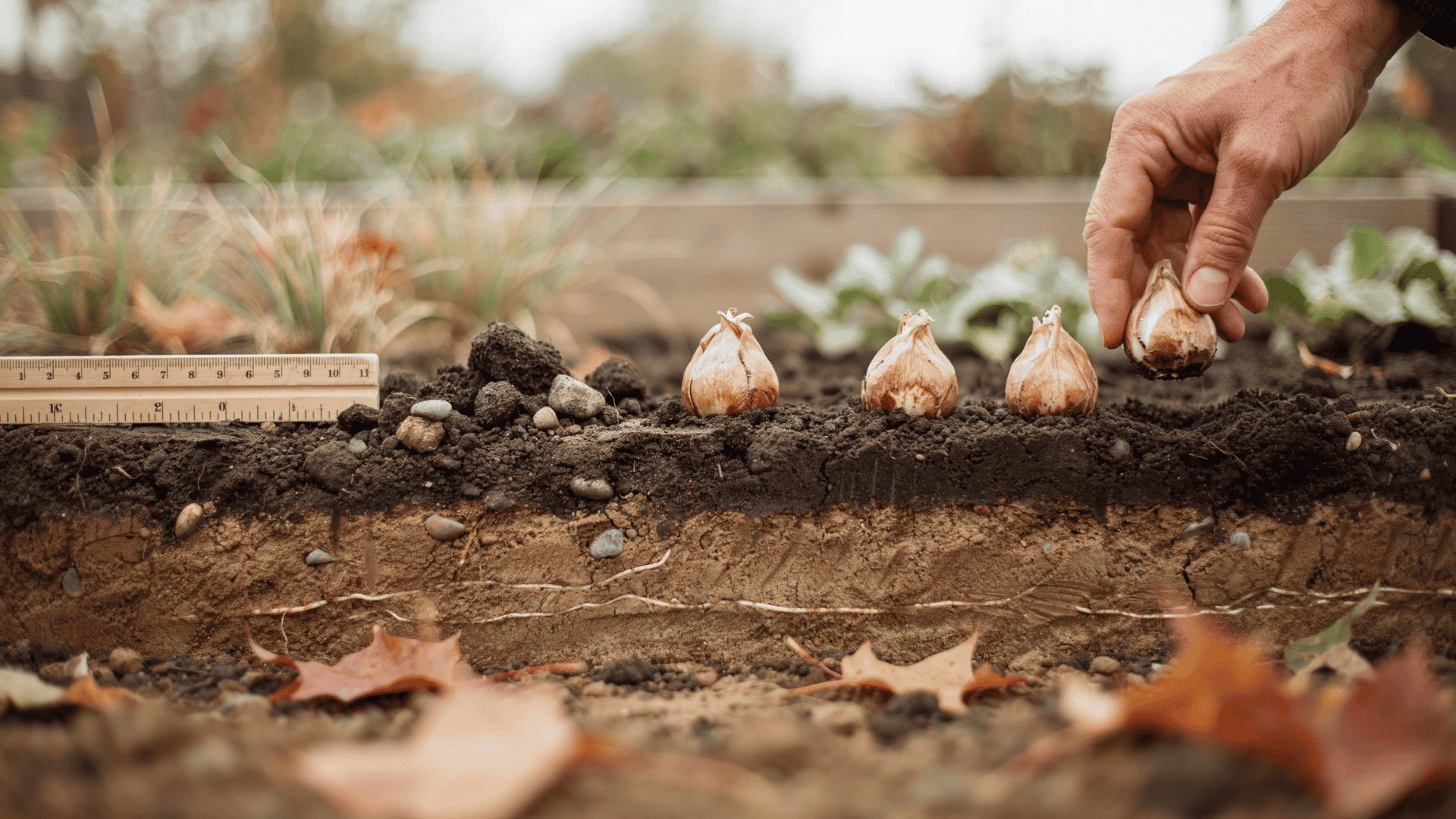 Tulip bulbs planted deep in soil with proper spacing and pointed ends facing upward