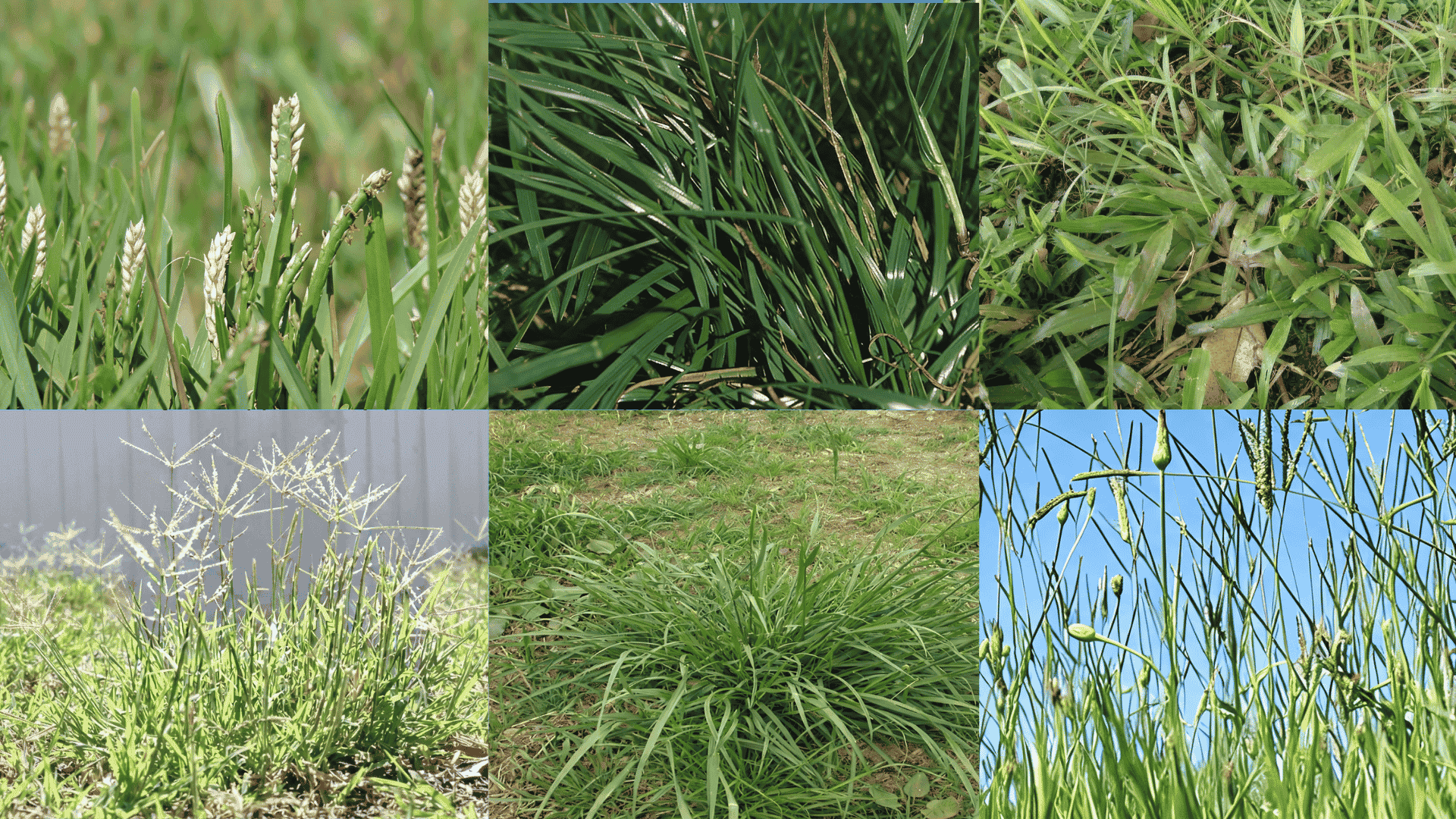 Six types of grass shown in a grid, including seed-head grass close-ups, dense clumping blades, spreading lawn grass, and tall seed-bearing stalks against a blue sky.