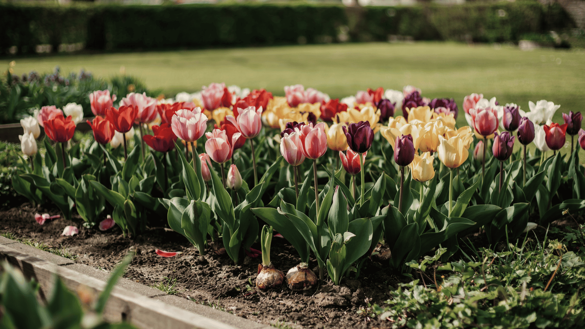 Colorful tulip garden bed with blooming flowers and bulbs visible in rich soil under sunlight