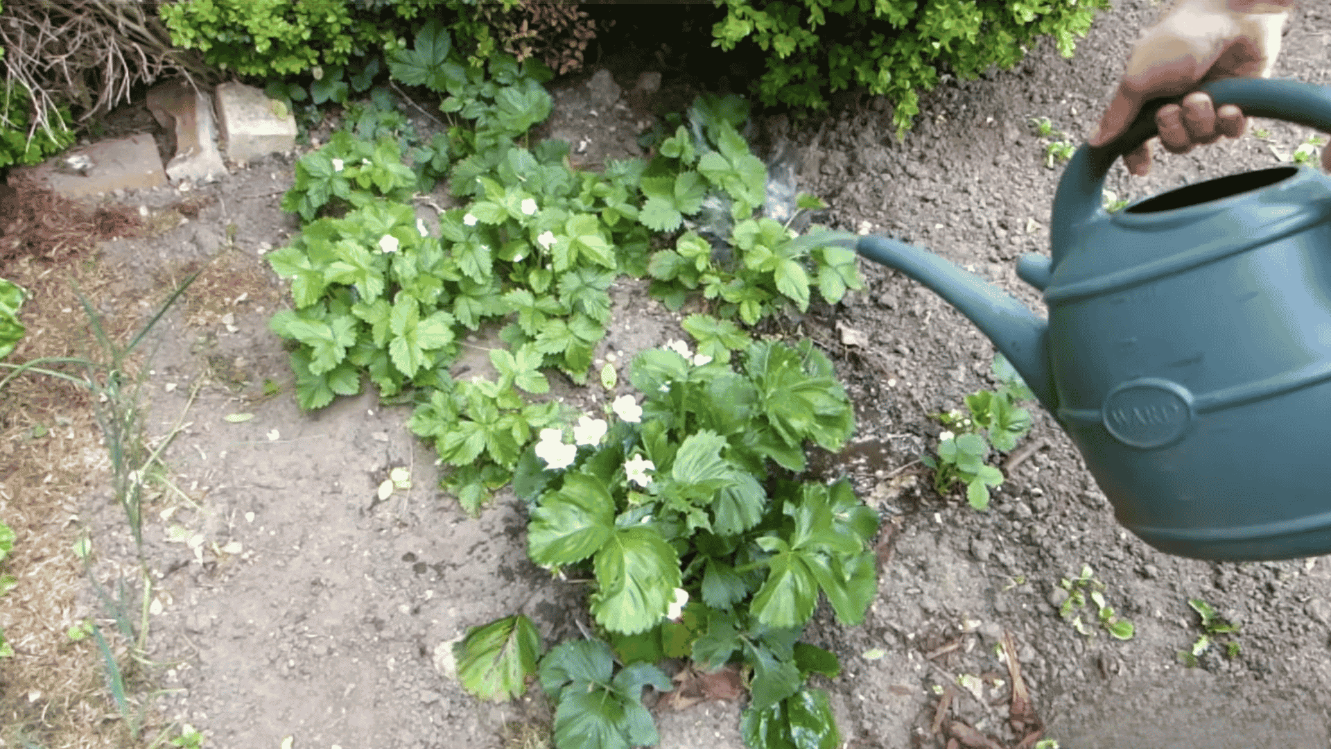 Watering can pouring water onto strawberry plants with green leaves and white flowers in garden soil.