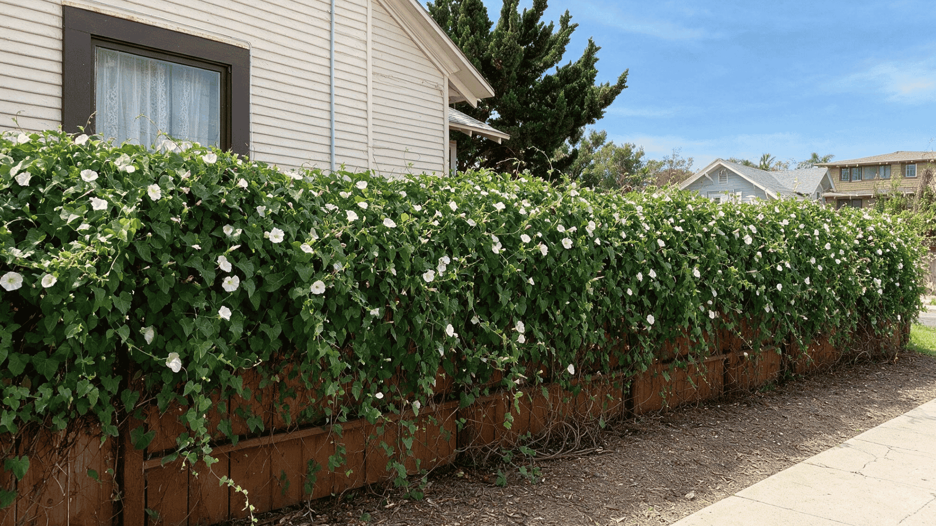 white flowering vines cover a wooden fence beside a beige house creating a lush green privacy screen in summer