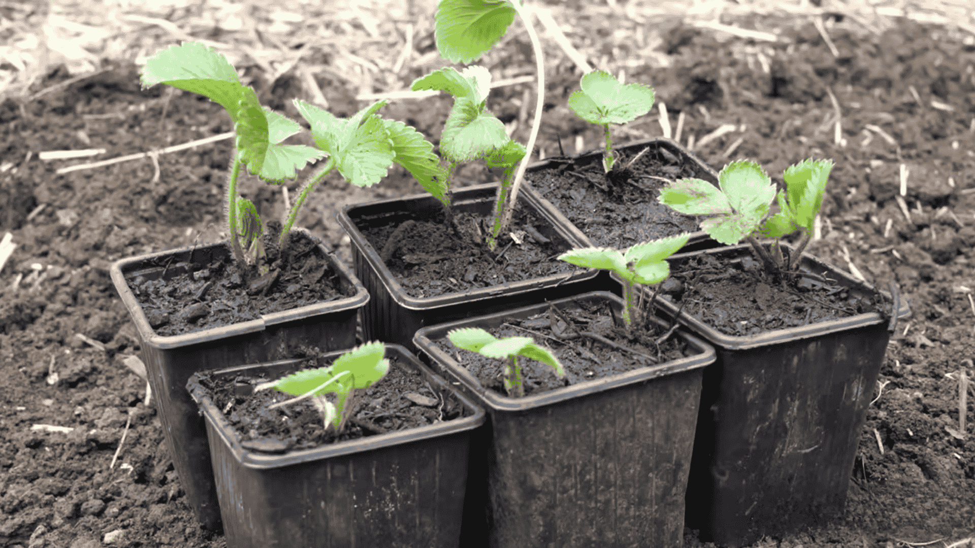 Young strawberry plants growing in small black pots filled with soil.