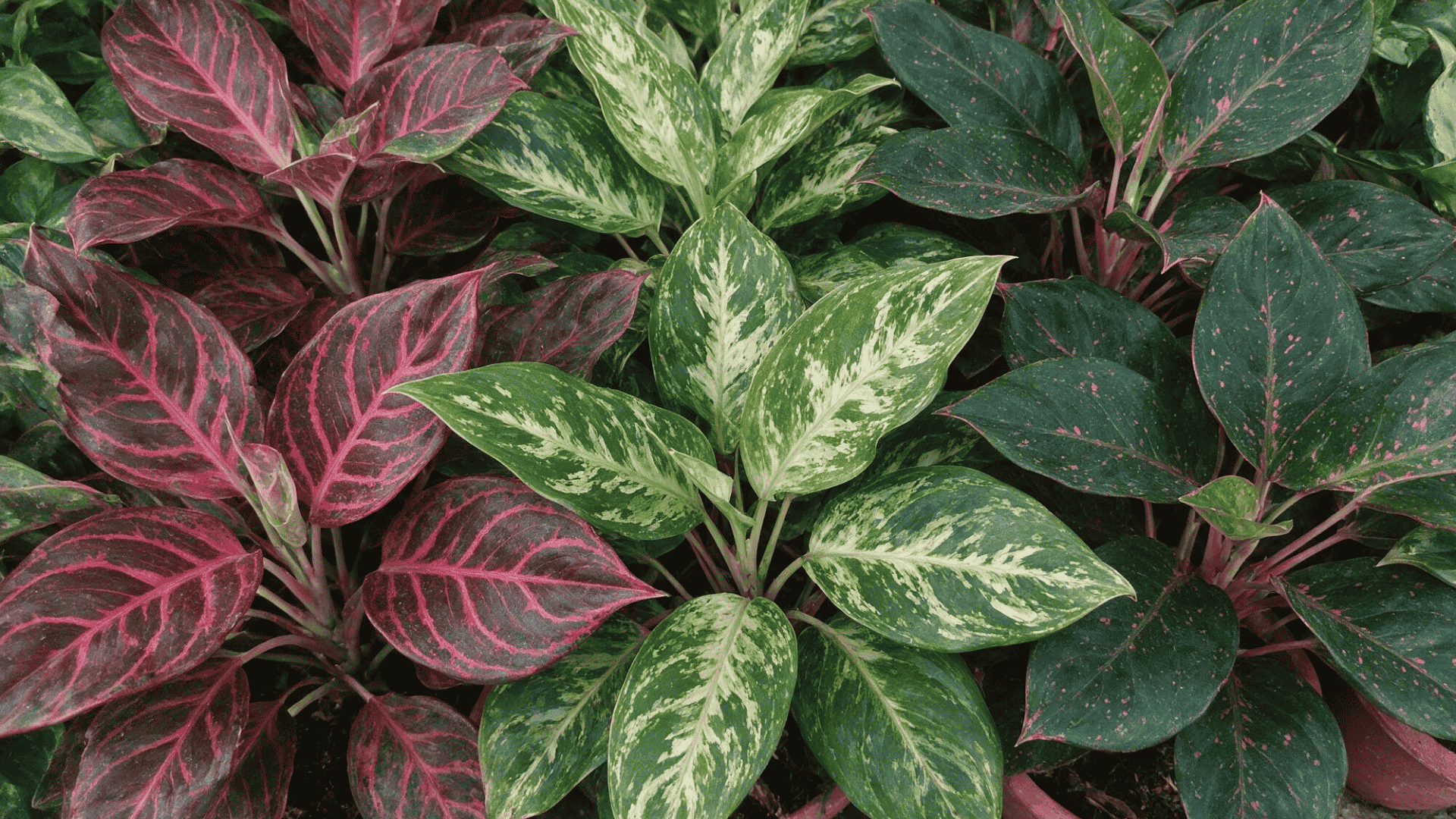 aglaonema-care