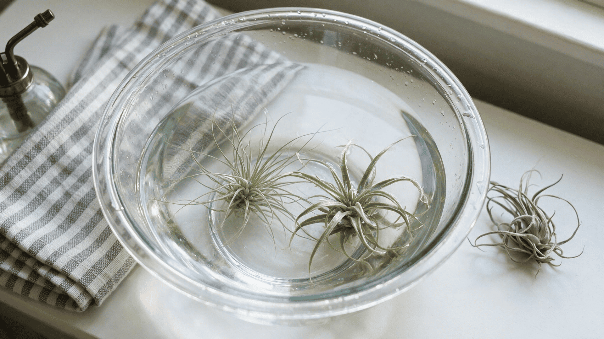 air plants soaking in a glass bowl of water