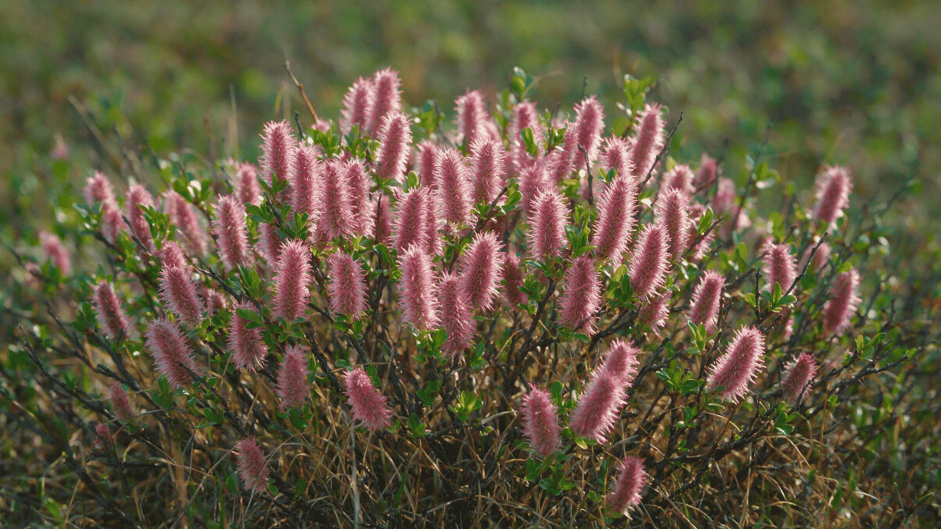 arctic willow shrub covered with soft pink catkins and small green leaves growing in a natural outdoor setting