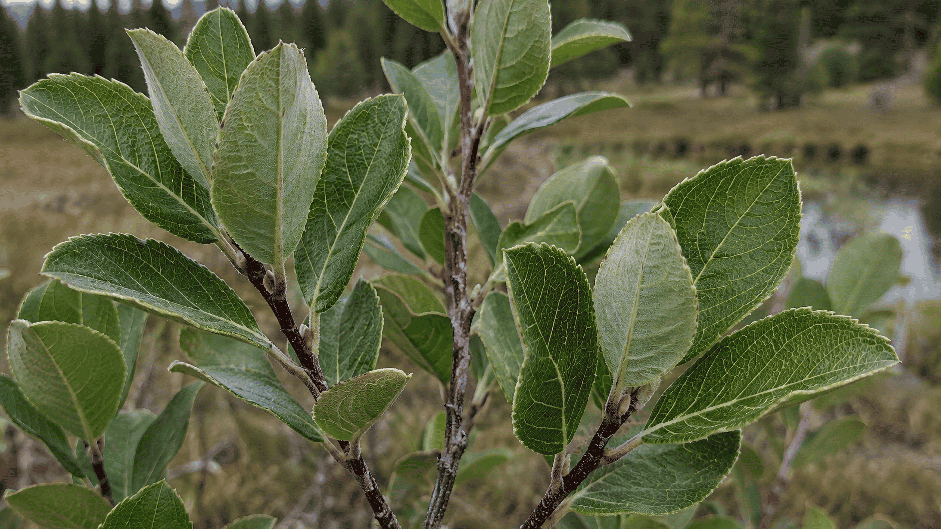bebb willow branch with broad, strongly veined leaves near a northern wetland edge