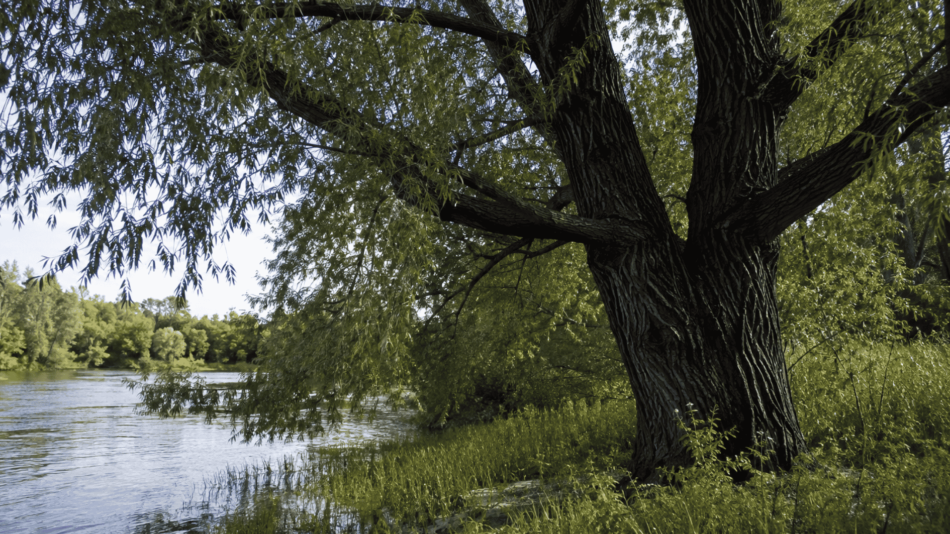 black willow trunk with dark, deeply furrowed bark along a wooded riverbank edge