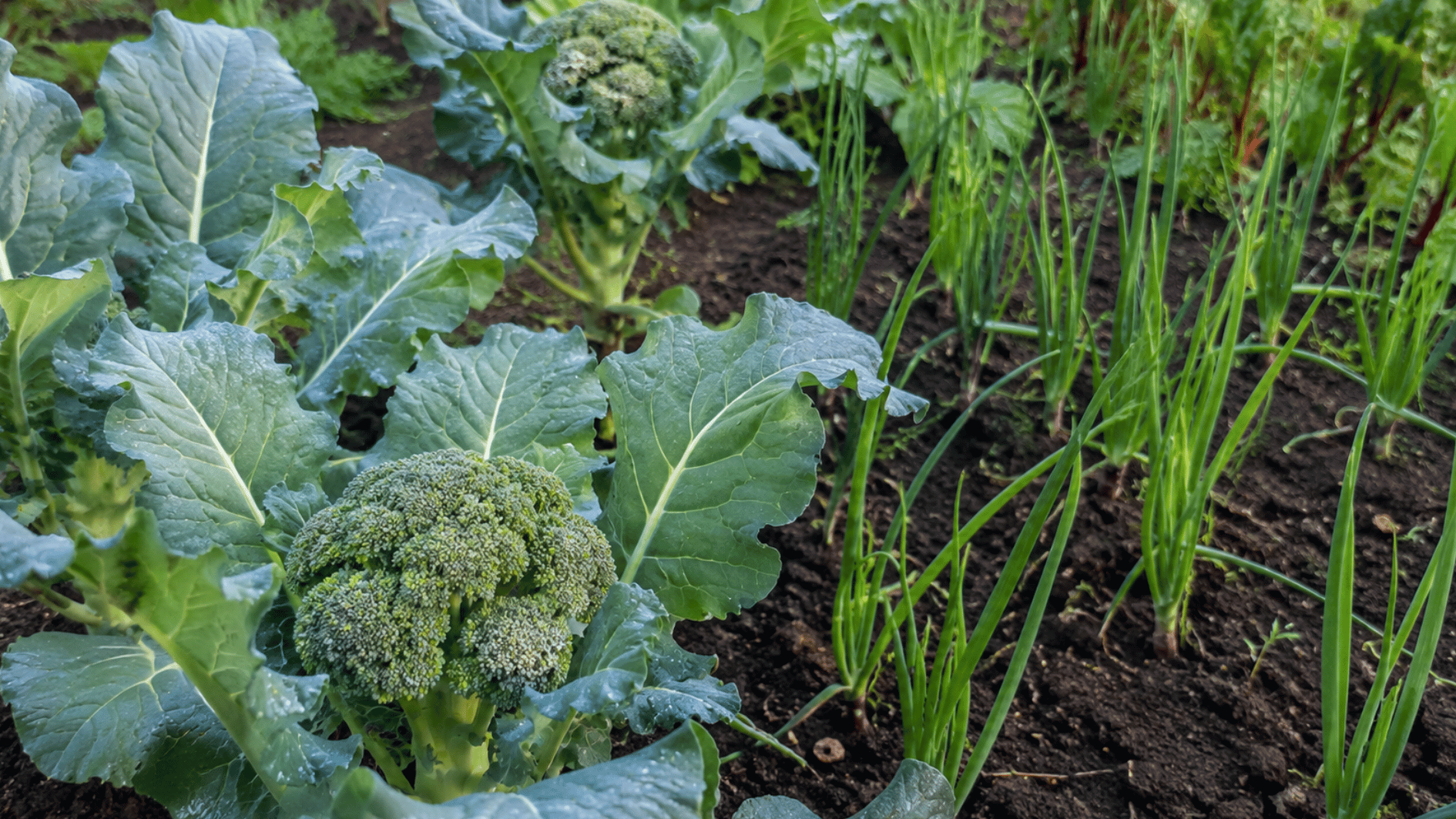 broccoli growing beside green lettuce in a sunny raised vegetable garden