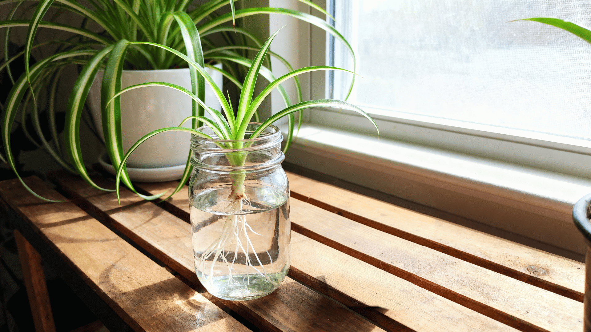 rooted spider plant baby showing fresh roots and small new leaves on the same sunny indoor potting station table