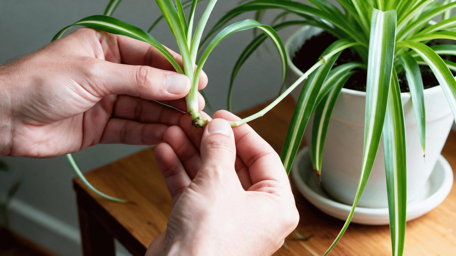 hands selecting a healthy spider plant baby with green leaves and root bumps beside the mother plant in a bright room